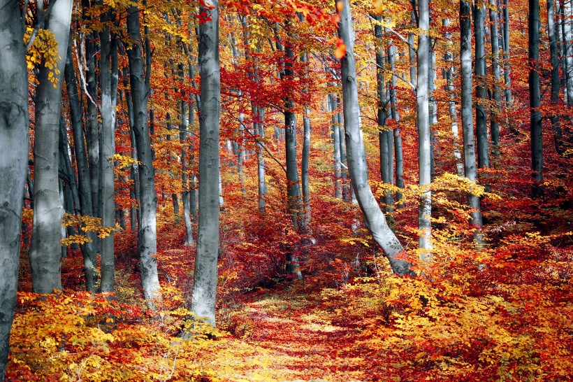 秋天颜色丰富的树叶图(39张高清图片)