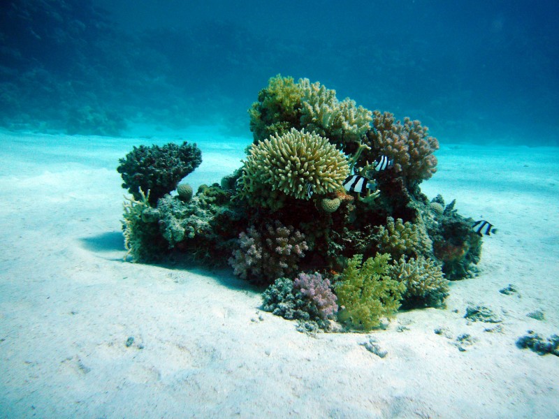 唯美多彩的珊瑚图(11张高清图片)