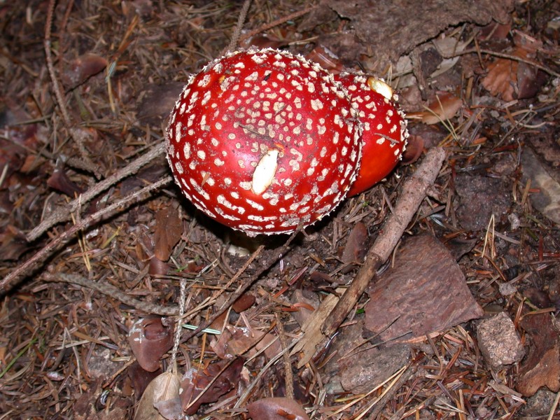颜色鲜艳的毒蘑菇图(13张高清图片)