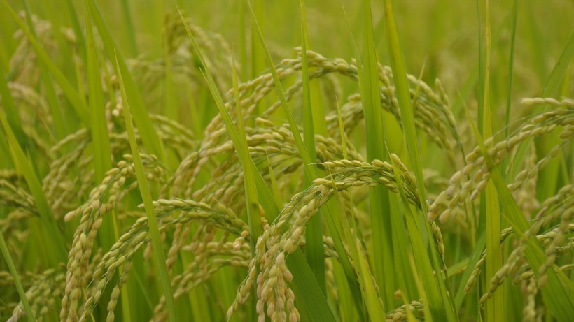 金色成熟的稻子图(25张高清图片)