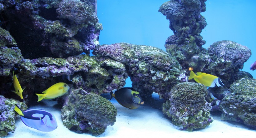 海底五颜六色神奇的珊瑚图(18张高清图片)