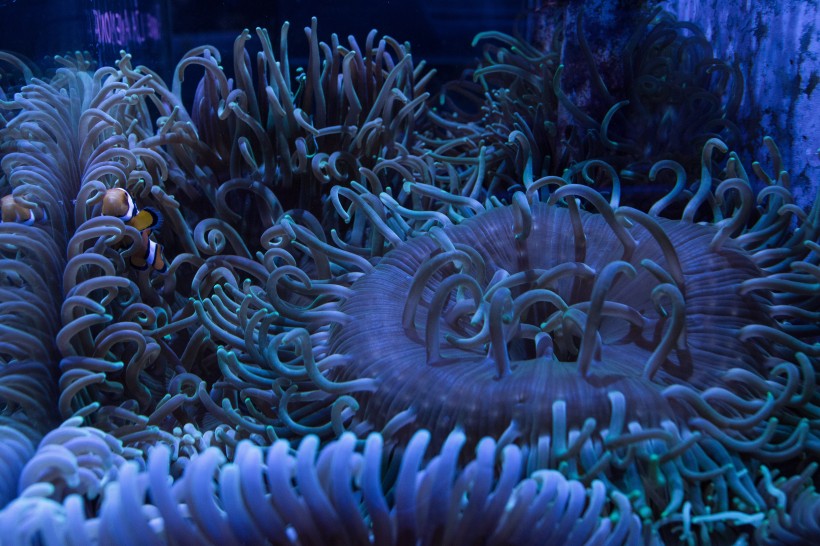 色彩斑斓的珊瑚图(26张高清图片)