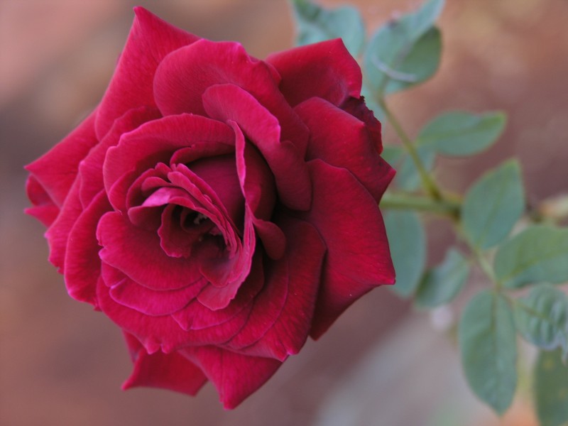 妖娆鲜艳的红玫瑰图(20张高清图片)