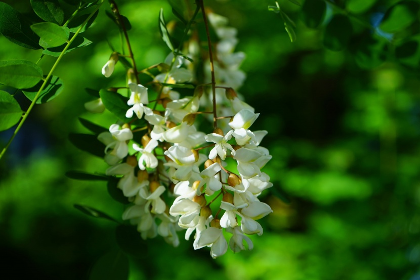 花丰味香的刺槐图(11张高清图片)
