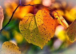 秋天颜色丰富的树叶图(39张高清图片)
