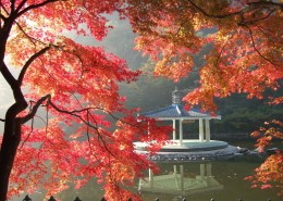 秋季唯美枫叶图(12张高清图片)