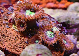 色彩斑斓的珊瑚图(26张高清图片)